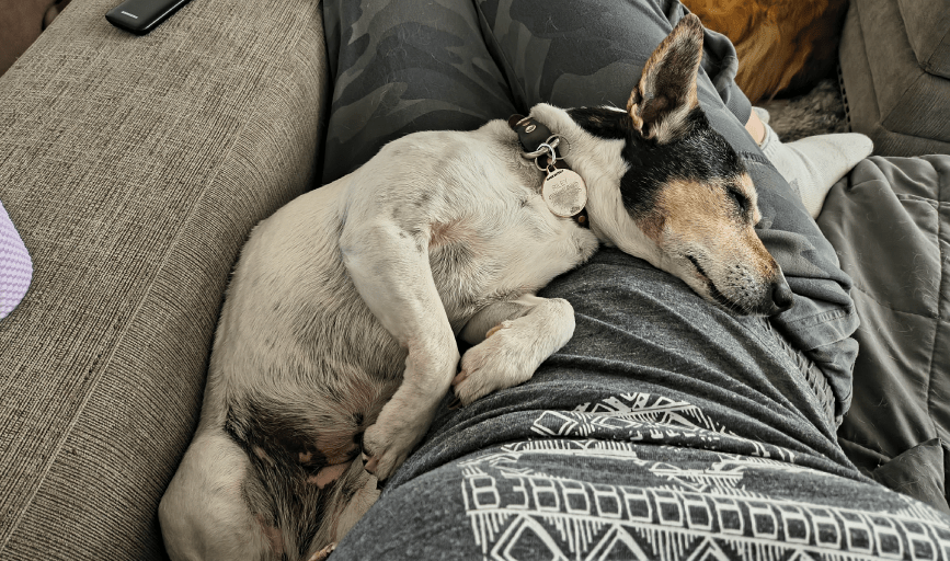 DOG SITTING