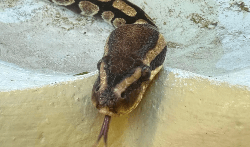 EXOTIC PET CARE